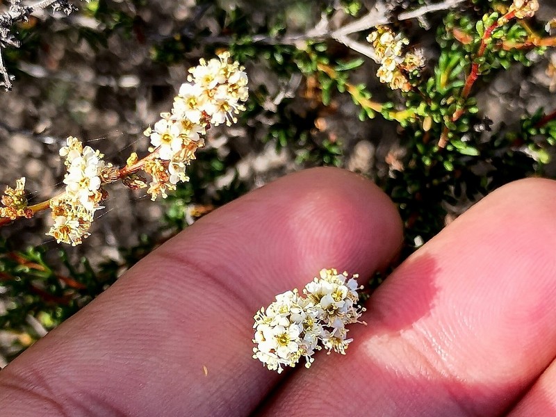 Adenostoma fasciculatum var. obtusifolium