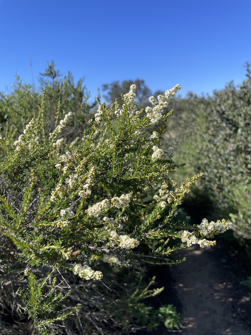 Adenostoma fasciculatum var. obtusifolium photo 2
