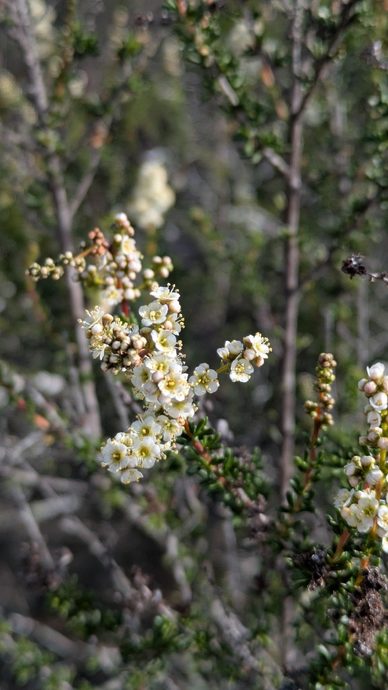 Adenostoma fasciculatum var. obtusifolium photo 3