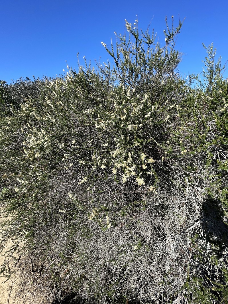 Adenostoma fasciculatum var. obtusifolium photo 4