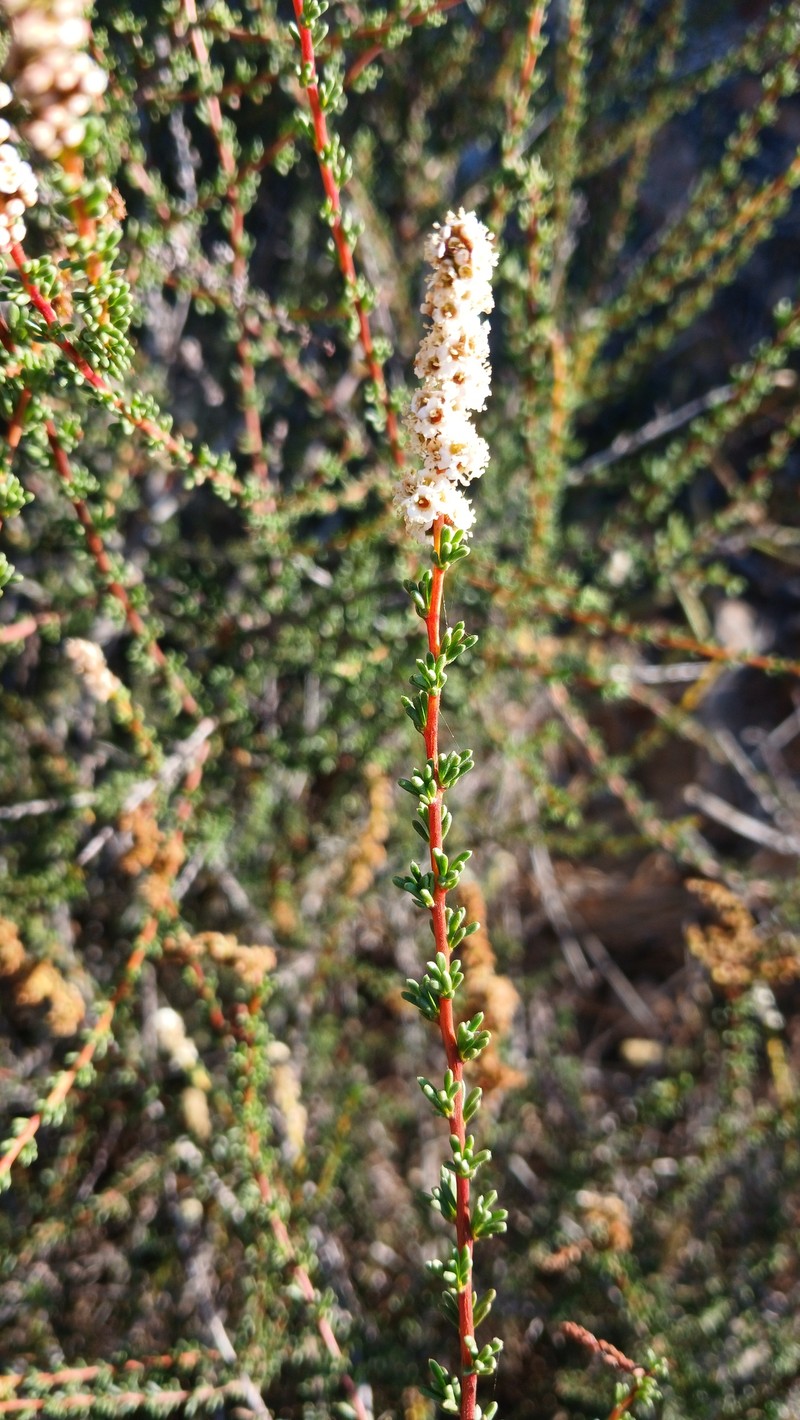 Adenostoma fasciculatum var. obtusifolium photo 5