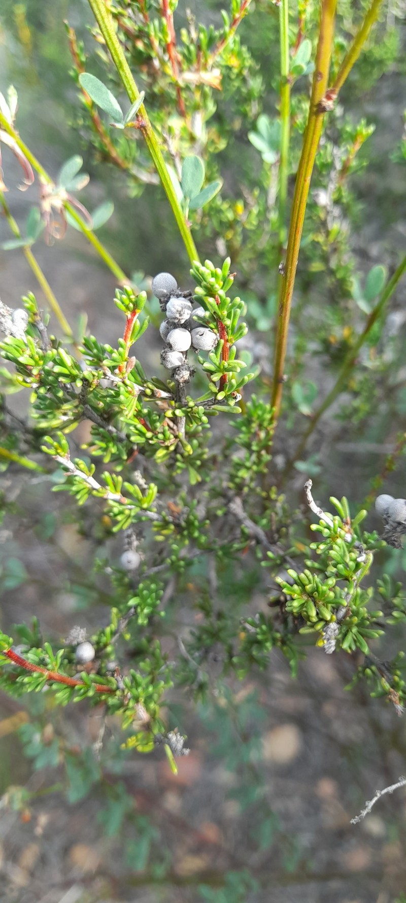 Adenostoma fasciculatum var. obtusifolium photo 6