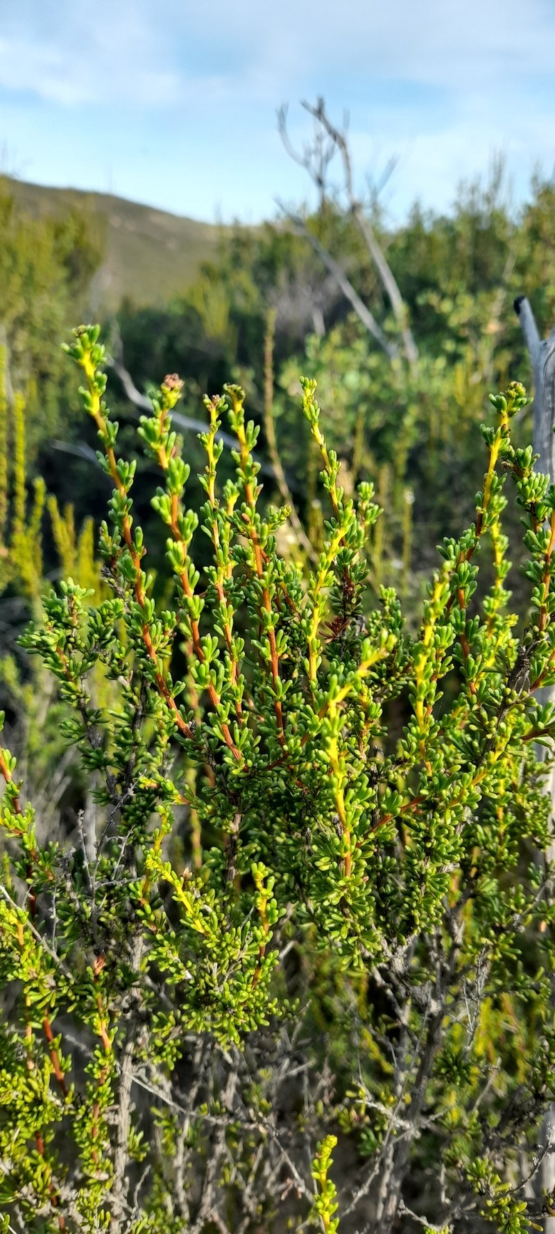 Adenostoma fasciculatum var. obtusifolium photo 7