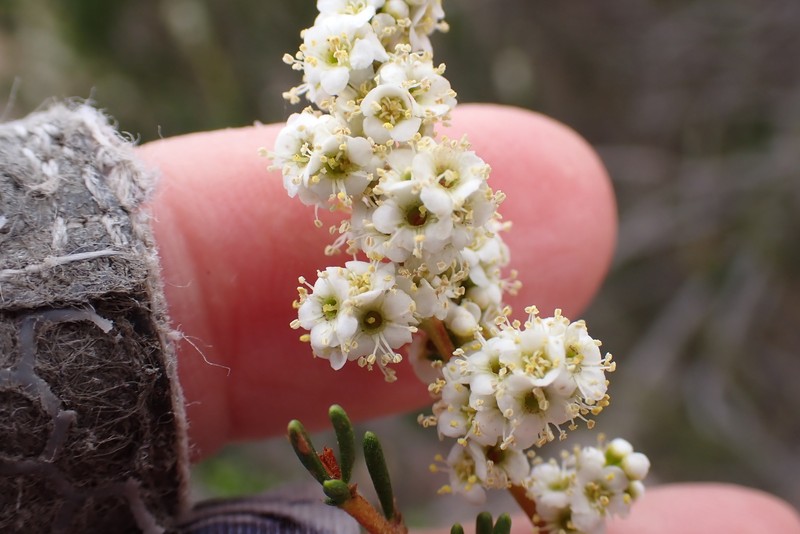 Adenostoma fasciculatum var. obtusifolium photo 8