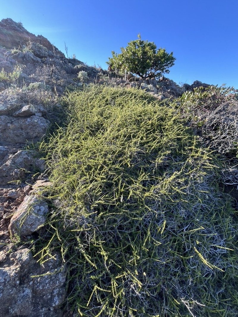 Adenostoma fasciculatum var. prostratum