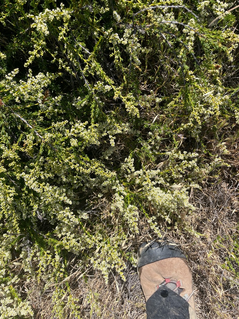 Adenostoma fasciculatum var. prostratum photo 3