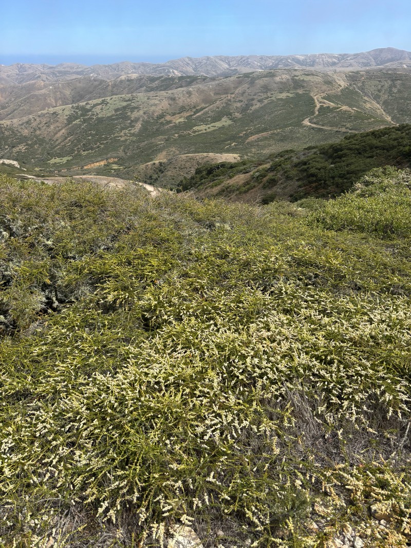 Adenostoma fasciculatum var. prostratum photo 4