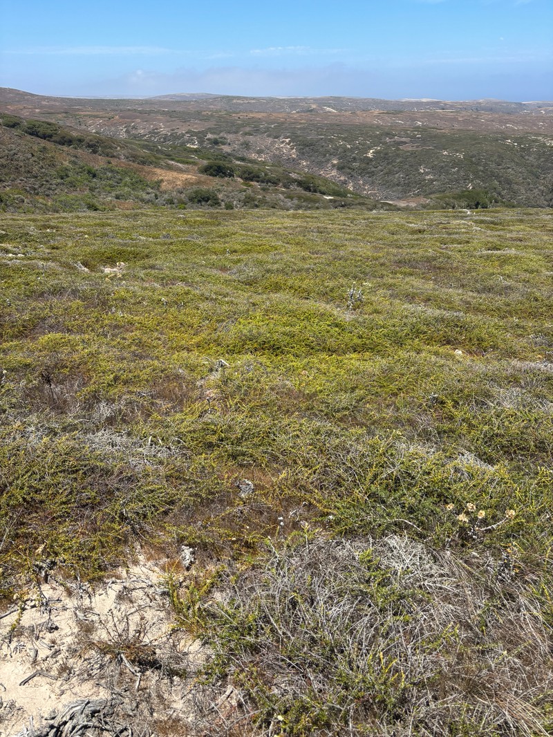 Adenostoma fasciculatum var. prostratum photo 5