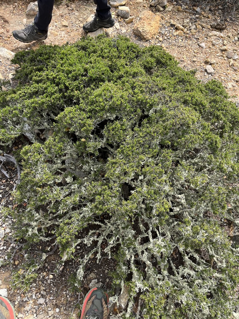 Adenostoma fasciculatum var. prostratum photo 7