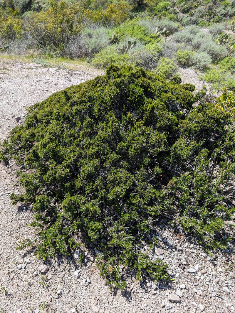 Adenostoma fasciculatum var. prostratum photo 8