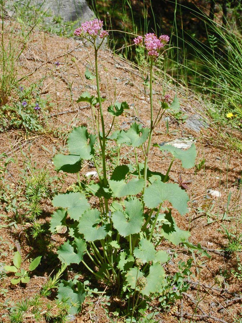 Adenostyles alpina