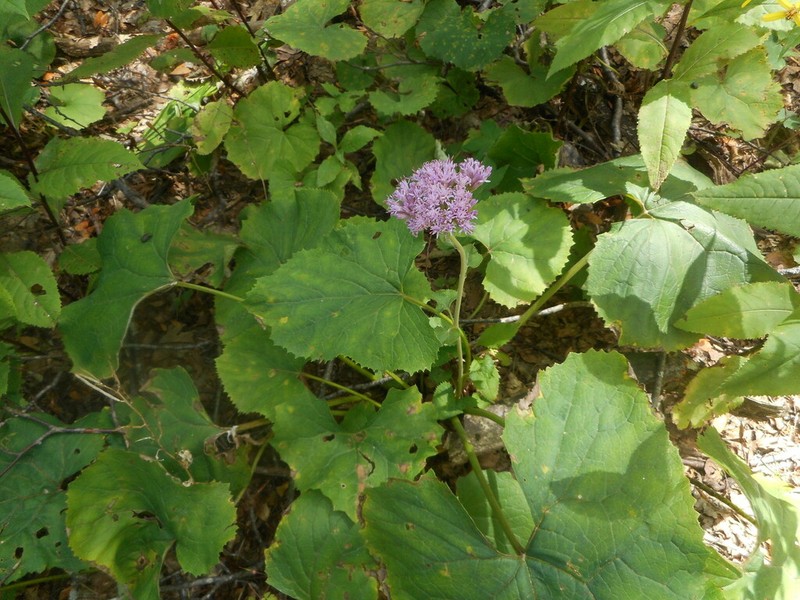 Adenostyles australis photo 2