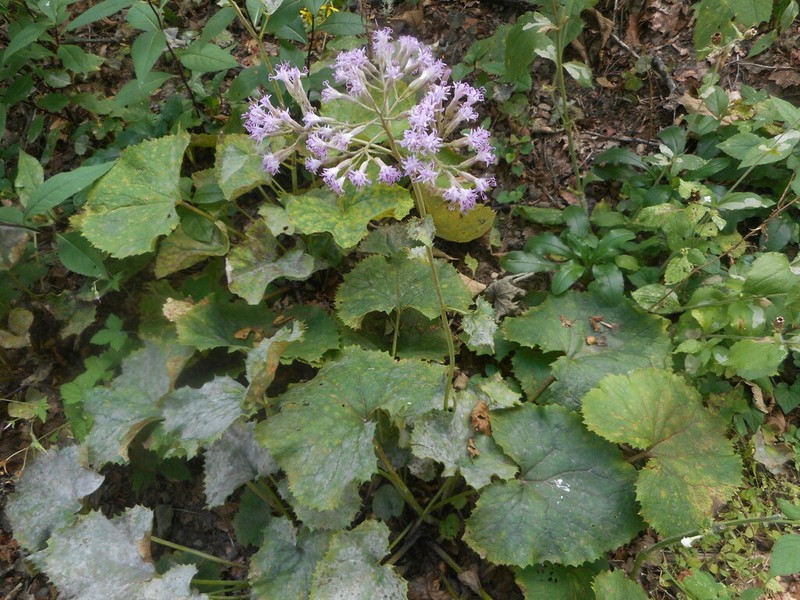 Adenostyles australis photo 3