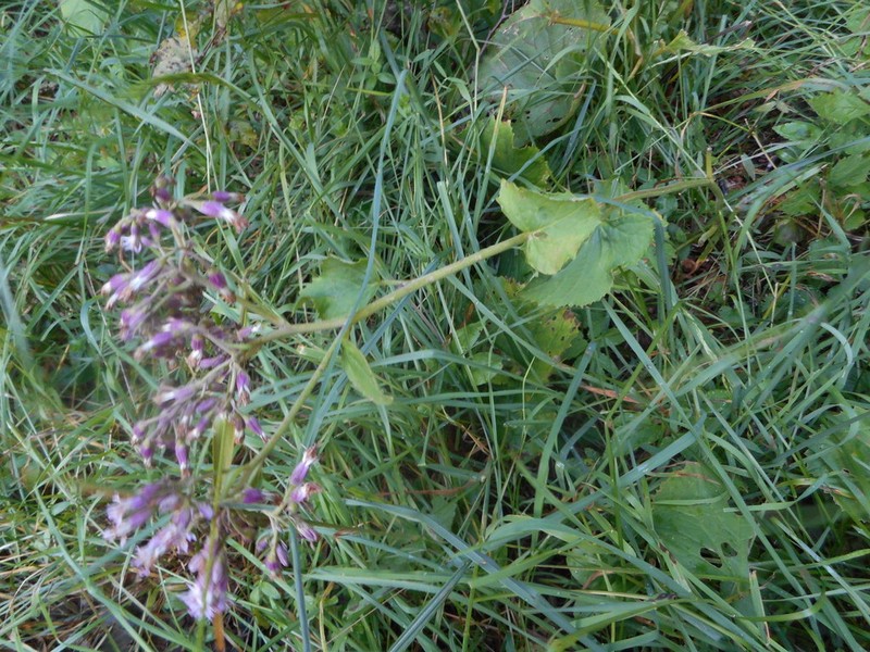 Adenostyles australis photo 6