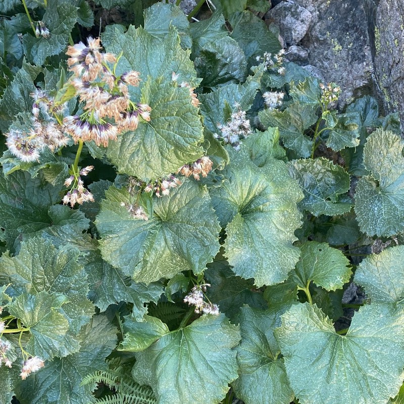 Adenostyles briquetii