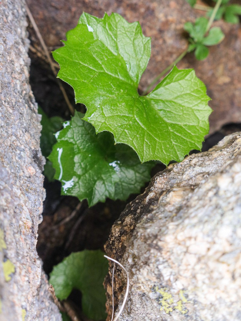 Adenostyles briquetii photo 2