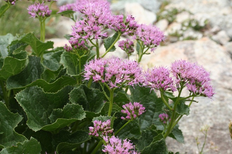 Adenostyles briquetii photo 3