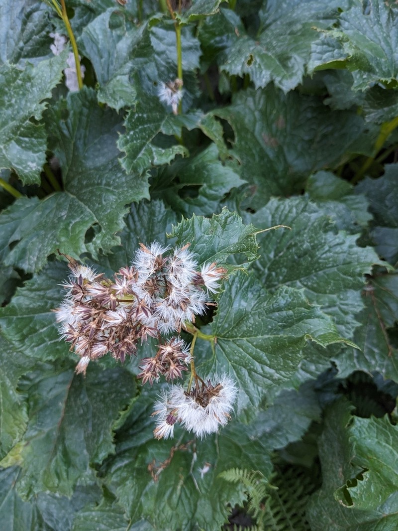 Adenostyles briquetii photo 4