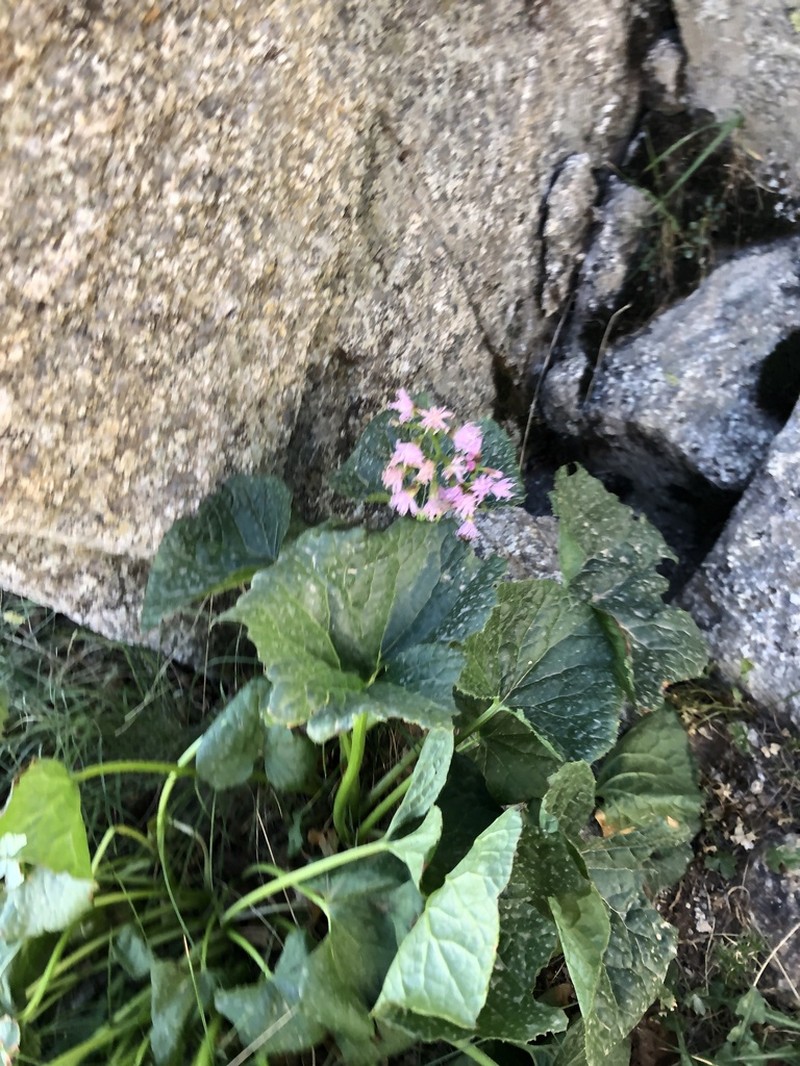 Adenostyles briquetii photo 5