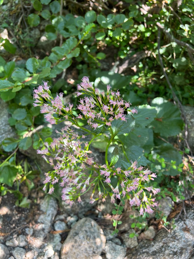 Adenostyles briquetii photo 7