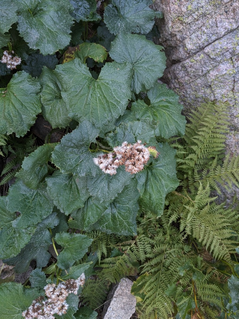 Adenostyles briquetii photo 8
