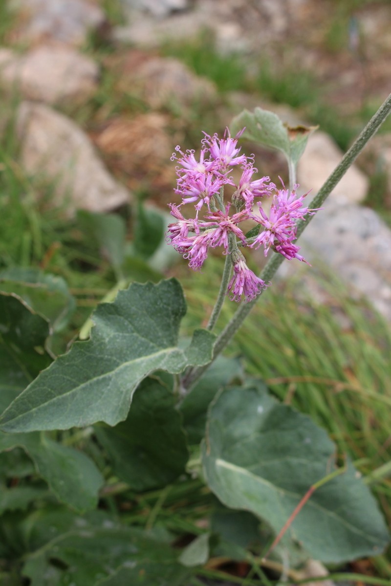 Adenostyles leucophylla photo 2