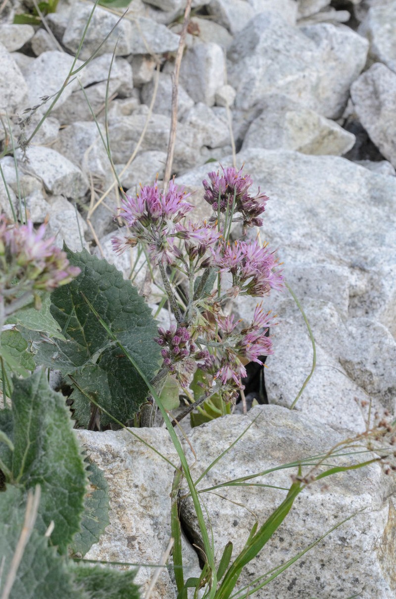Adenostyles leucophylla photo 3