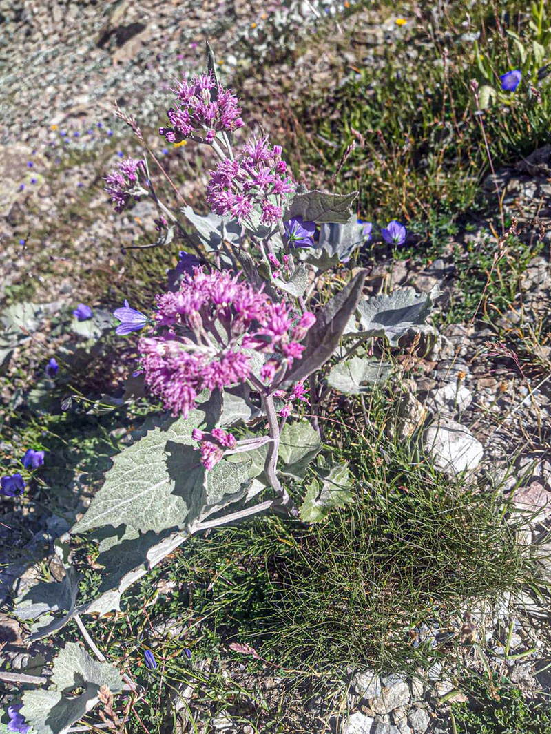 Adenostyles leucophylla photo 4