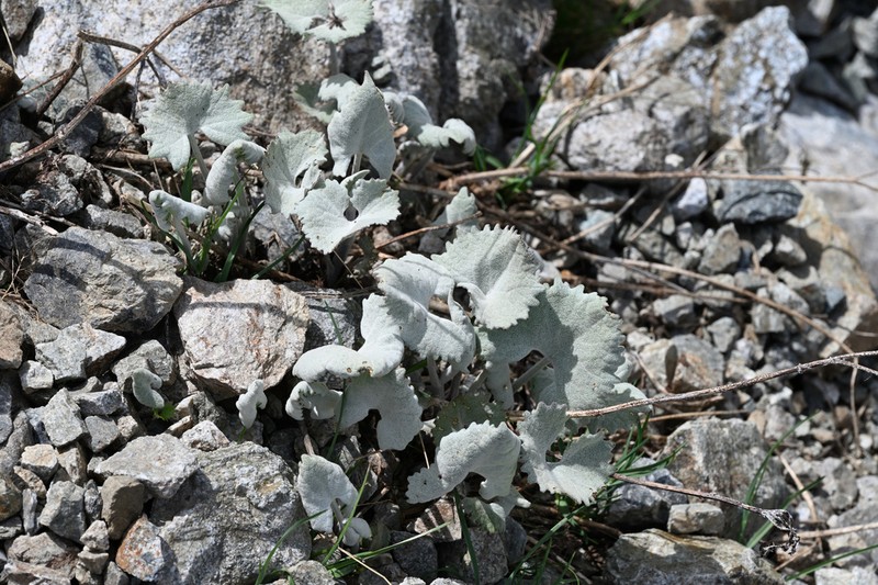 Adenostyles leucophylla photo 5