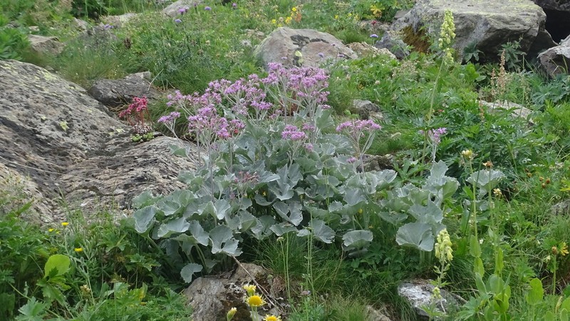Adenostyles leucophylla photo 6