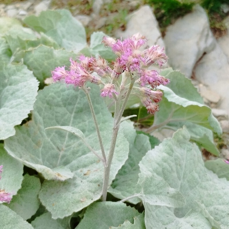 Adenostyles leucophylla photo 7