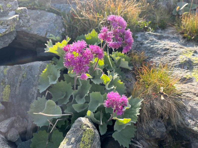 Adenostyles leucophylla photo 8