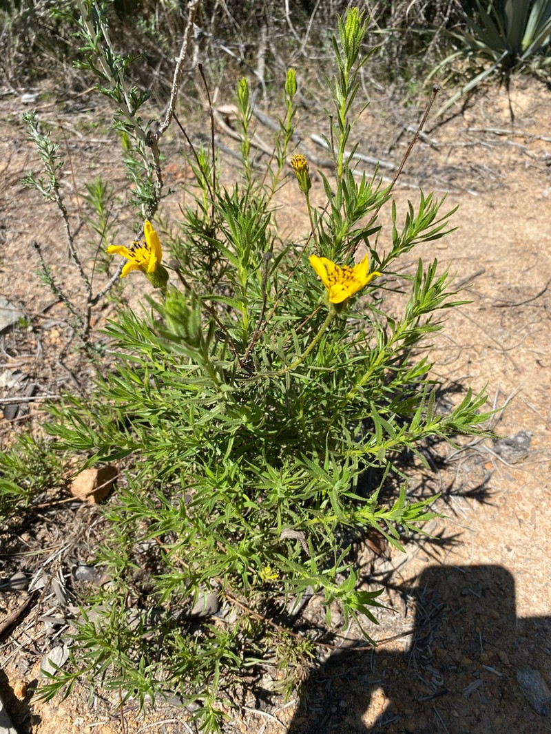 Adenothamnus validus photo 2