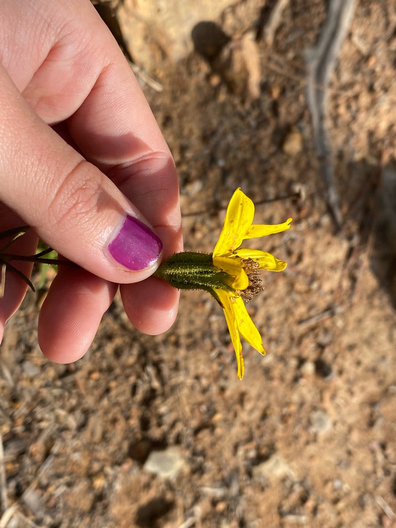 Adenothamnus validus photo 3