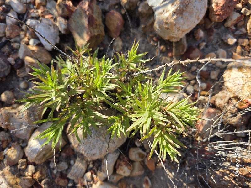 Adenothamnus validus photo 4