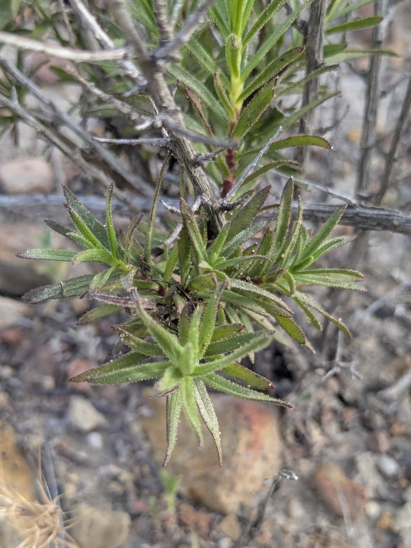 Adenothamnus validus photo 5