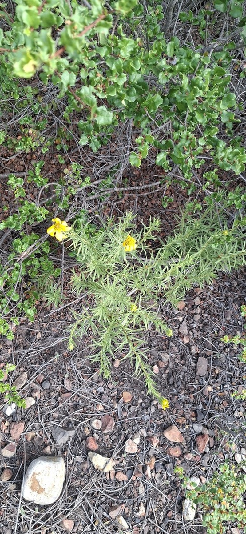Adenothamnus validus photo 6