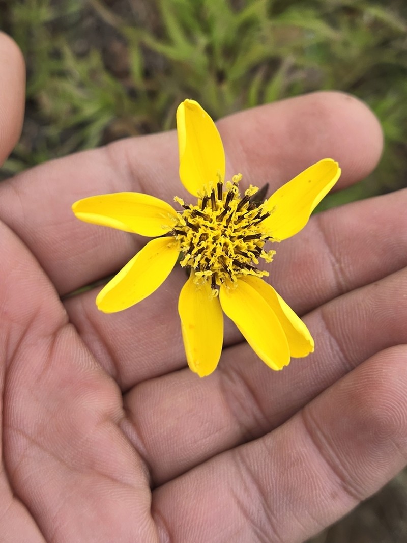 Adenothamnus validus photo 8