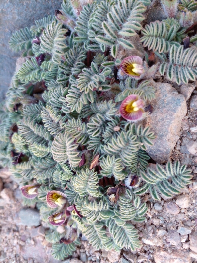 Adesmia aconcaguensis