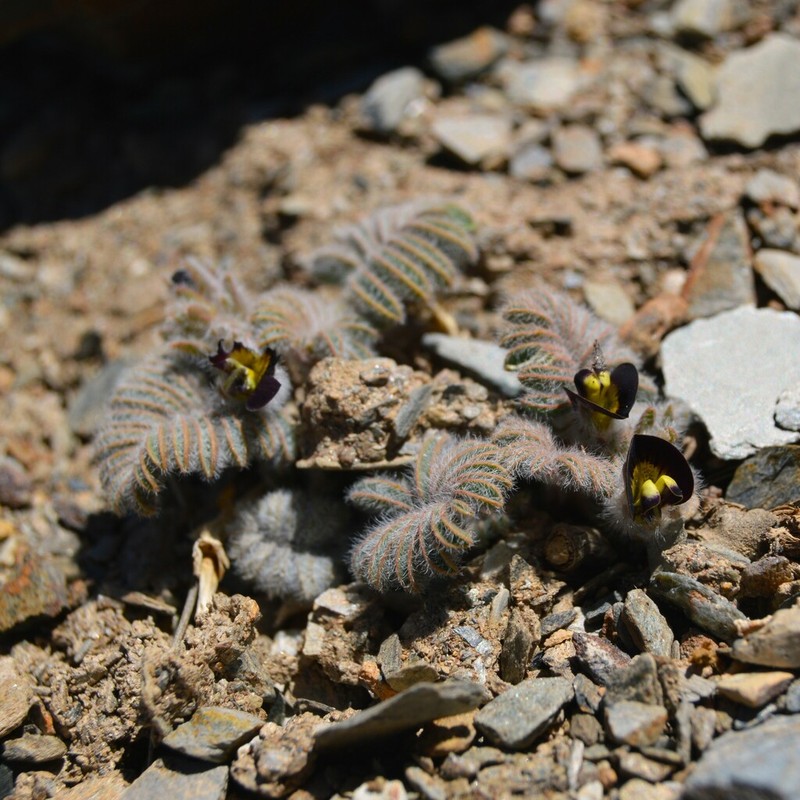Adesmia aconcaguensis photo 2