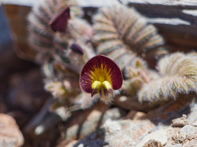Adesmia aconcaguensis photo 3