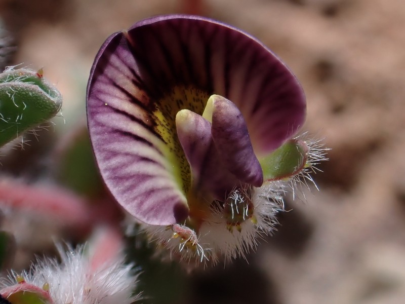 Adesmia aconcaguensis photo 4