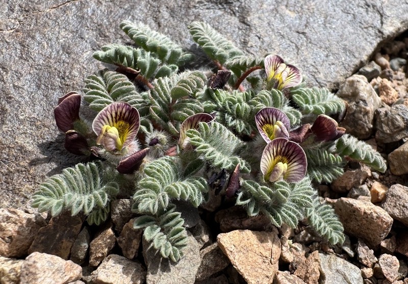 Adesmia aconcaguensis photo 6