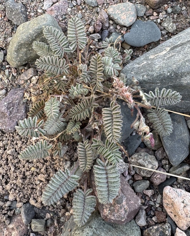 Adesmia aconcaguensis photo 8