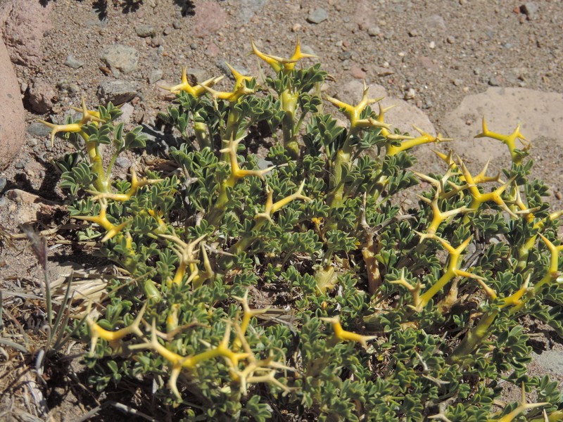 Adesmia aegiceras