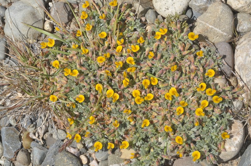 Adesmia ameghinoi