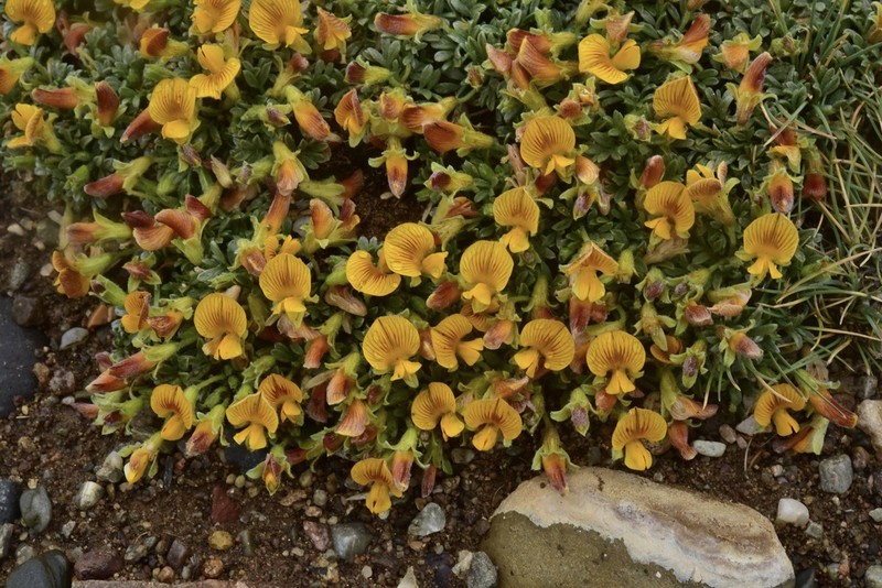 Adesmia ameghinoi photo 2