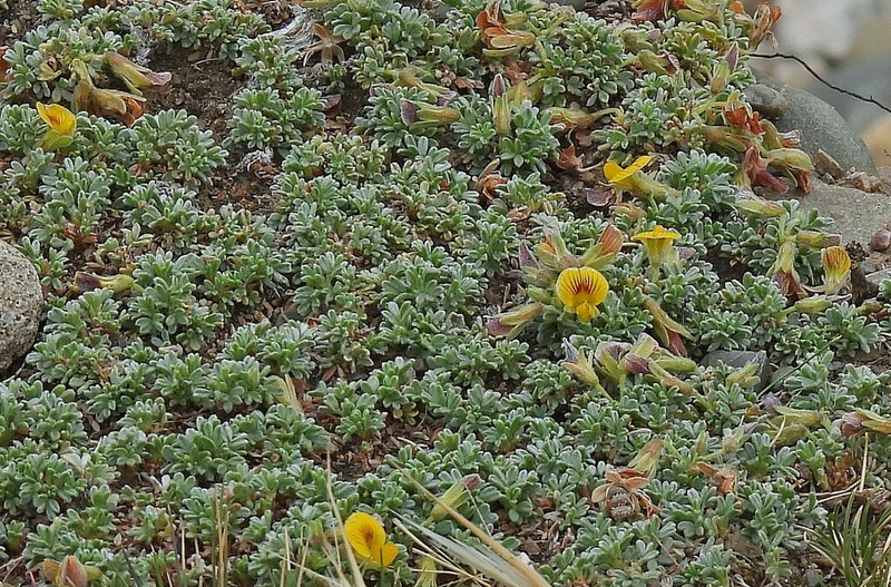 Adesmia ameghinoi photo 3