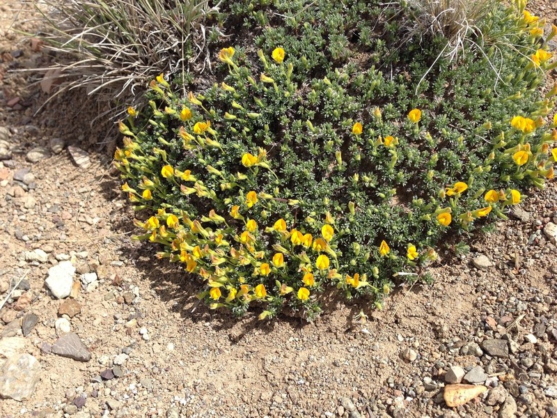 Adesmia ameghinoi photo 5