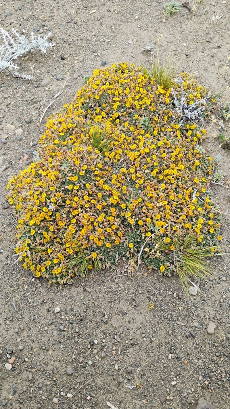 Adesmia ameghinoi photo 6